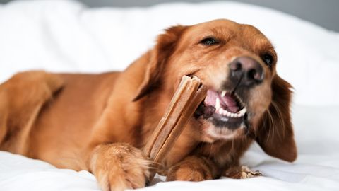 LOOMAARST HOIATAB ⟩ Sellised maiused on koerale eluohtlikud