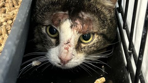 PÄEVAKÄPP ⟩ Kaklushaavade ja seenhaigusega võitlev endine tänavakass ootab, et keegi ta puurist päästaks