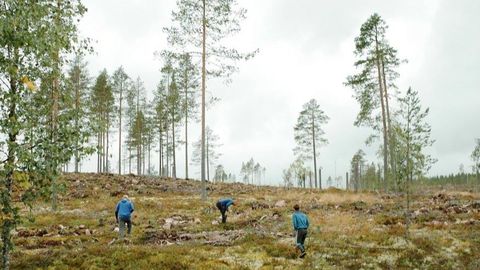 Rootsis tehti metsade kohta enneolematu avastus