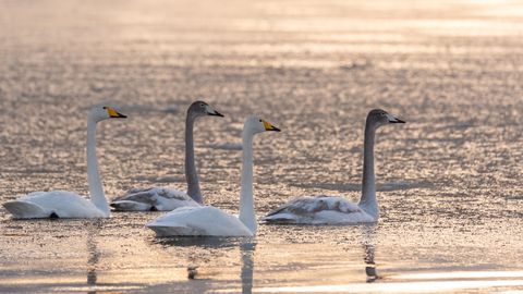 Vabatahtlikud toetavad riiklikku seirevõrku