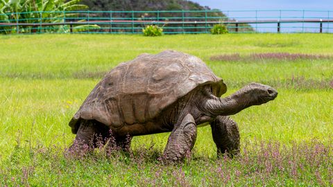 Maailma vanim kilpkonn tiriti krüptopettuse keskmesse