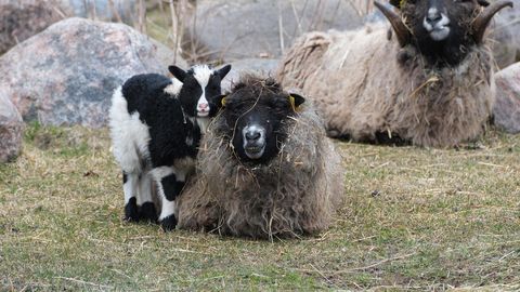 LOOMARIIK ⟩ Kevad paneb silmad särama ja kingib loomadele vitamiine
