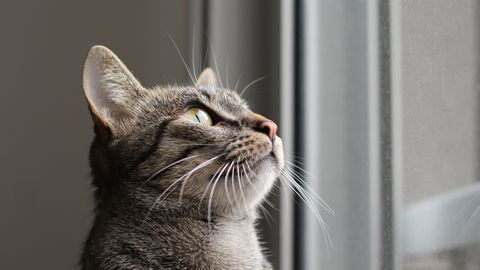 Üllatavad põhjused, mis tekitavad kassile stressi