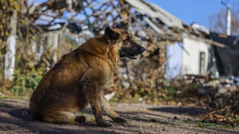 NII ARMAS ⟩ Ukrainas said hulkuvad koerad endale soojad majakesed