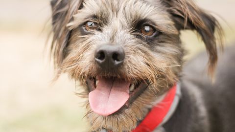 TÕELINE IME ⟩ Tänavalt leitud koera kiipi kontrollides selgus jahmatav detail