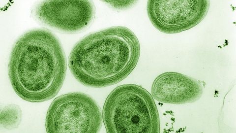 Baktereid asutakse juba looduskaitse alla võtma – parasiite veel mitte