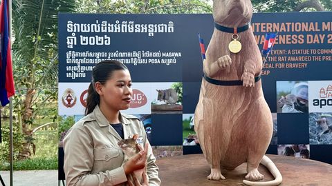 Kambodžas avati mälestusmärk elusid päästnud rotile