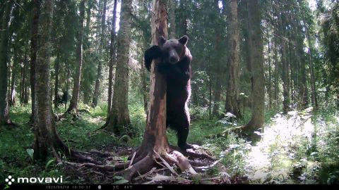 Karupere kevadine rännak jäi Järvamaal kaadrisse