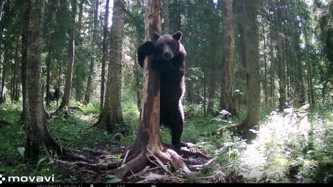 VIDEO ⟩ Muljetavaldav vaatepilt! Virumaal asuva kaamera eest on läbi käinud üllatavalt suur hulk karusid