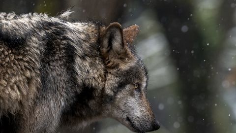 Saksamaal naist purenud hunt lasti tagasi loodusesse