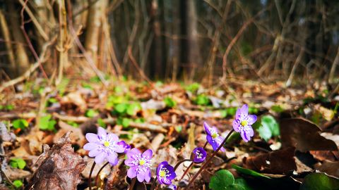 NÄDALAPROGNOOS ⟩ Ees on suurem käiguvahetus: nädala teises pooles hakkab elu üllatavalt kiiremini liikuma