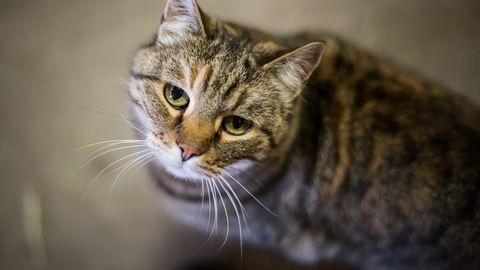 Ida-Virumaa korterist päästeti kass, kes oli üksi elanud vähemalt kuu aega: vaatepilt oli õõvastav