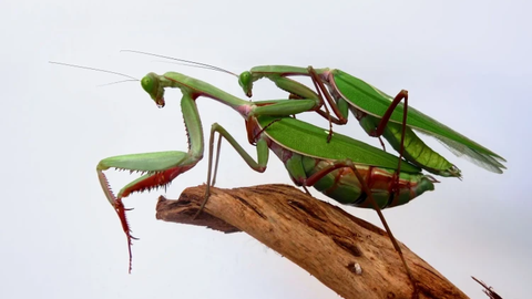VAATA VIDEOT ⟩ Tõeline ristisõda – palvetajamardikad võtavad Euroopat üle