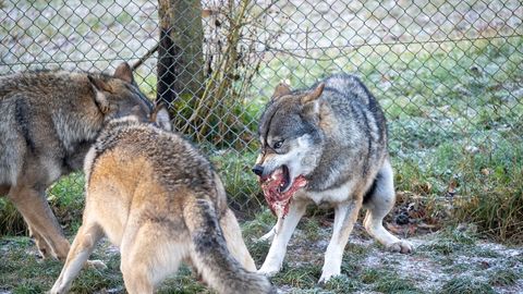 ÕUDNE ⟩ Vanemate hooletuse tõttu oleks laps kiskjate söödaks langenud