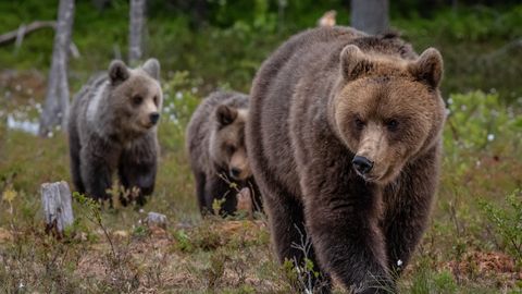 VAATA VIDEOT ⟩ Järvamaal tuli kolme pojaga karupere kaamera ette toimetama