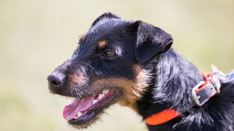 Pärast kümmet aastat saavad jahimehed taas õiguse treenida jahikoeri elusate metssigadega