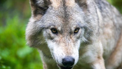 Saksamaal naist hammustanud hundi saatuse kohta selgusid uued detailid