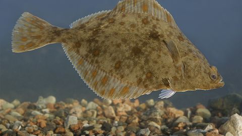 TEADUSE TERAD ⟩ Miks lest pole nagu teised kalad ja miks me ei ole kohanud ühtegi maavälist tsivilisatsiooni?