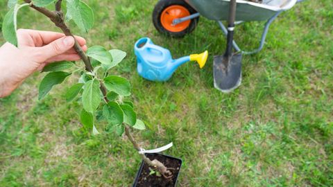 EKSPERDID ANNAVAD NÕU ⟩ Eksimused istutamisel rikuvad õunasaagi aastateks