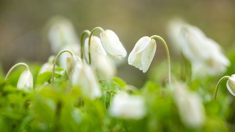 LOODUSVAATLUS ⟩ Algab ülaste aeg