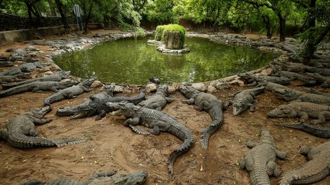 India plaanib naaberriigist pressivaid migrante krokodillide ja mürkmadudega peletada