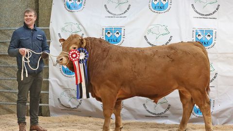 Lihaveisekasvatajate aasta tähtsündmusel selgub parim lihaveis 2026