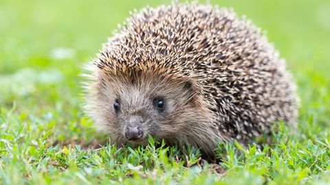 VIDEO ⟩ Vaiksed tapjad öös: miks Saksamaa tahab robotniidukid siilide pärast keelata