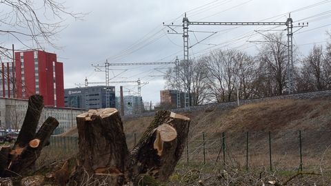 Tallinn raius heakorrastamise nimel Tondil maha mitmeid suuri põlispuid