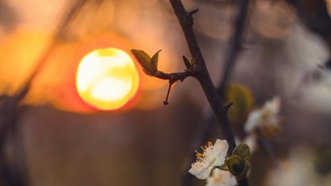 SODIAAGISOSINAD ⟩ Nüüd hakkab sündima väga julgeid ja vapraid tegusid: tuli süttib