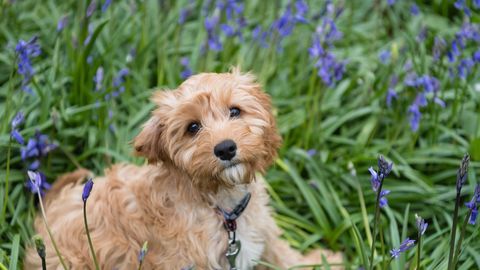 PÄEVAHOROSKOOP ⟩ 9. aprill: Neitsil on aeg seljatada hirmud, Amburi loovus ja eneseväljendus löövad lõkkele