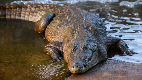 HOIDKE ALT! ⟩ Kahe riigi vahele tahetakse seada eriskummaline piirivalve