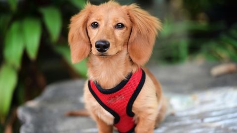 USKUMATU ⟩ Pisike koer teenib perele iga kuu tuhandeid eurosid