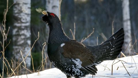 LOODUSFOTO ⟩ Metsis mängib