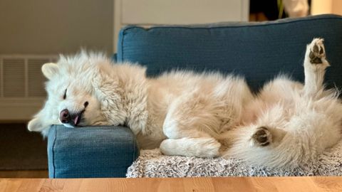 HEAD ÖÖD! ⟩ Loomaarst paljastab märgid, et koer vajab rohkem und