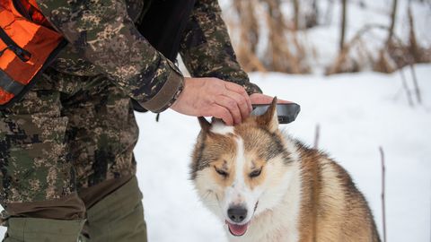 Metsloomaühing: jahikoerte treenimiseks loomade kasutamine on tarbetu julmus