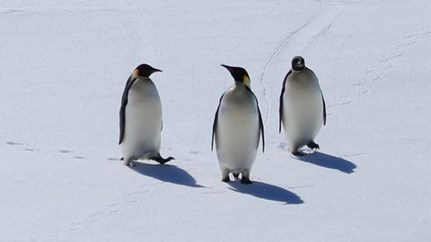 KLIIMAMUUTUSTE MÕJU ⟩ Tibude massiline uppumine tõukab keiserpingviinid väljasuremise ohtu