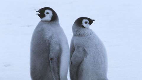 Kliimasoojenemine uputab Antarktikas keiserpingviinide poegi - liik kuulutati eriti ohustatuks