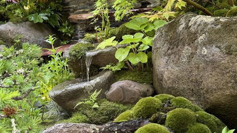 NÄDALA AED ⟩ Samblavaip aias