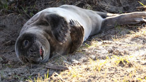 FOTOD JA VIDEO ⟩ Viimsis rannale tulnud hülgepoeg meelitas kohale rahvamassid: vald pidi sekkuma