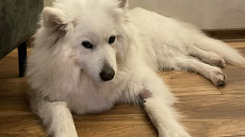 Puugihammustuse ootamatu hind: kolme päevaga 3000-eurone arve ja soovitus koer magama panna