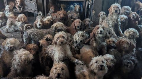 USKUMATUD FOTOD ⟩ Suurbritannias päästeti ühest elamisest üle 250 kitsikuses virelenud koera