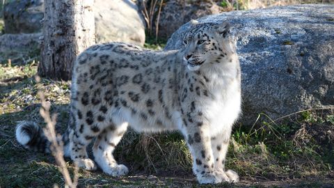 LOOMARIIK ⟩ Koolivaheajanädal on graatsiliste kaslaste päralt