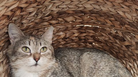 KODUOTSIJA ⟩ Paisõber Ronja ootab kannatlikult oma päriskodu