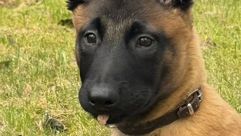 NUNNUMEETER LAES ⟩ Põhja prefektuuriga liitus armas politseikoera hakatis