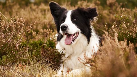 VIDEO ⟩ Koer veetis nädal aega kohas, kus tema omanikuga juhtus eluohtlik õnnetus