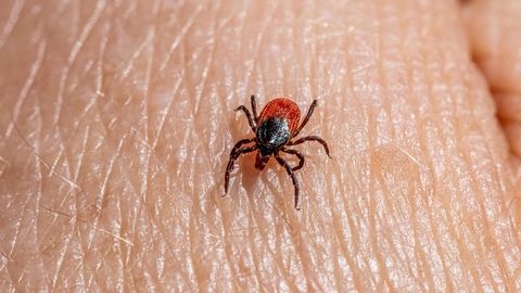 Puugihooaeg võib tulla see aasta intensiivsem