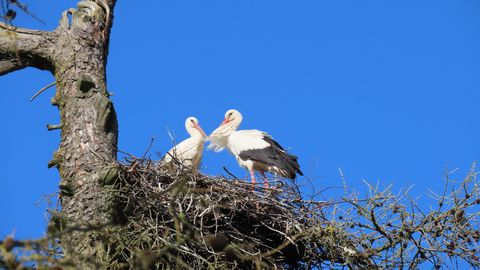 PÄEVAHOROSKOOP ⟩ 14. aprill: Vähid unistavad kõrgetest sihtidest, Sõnnide tähelepanu on suunatud vaimsele heaolule