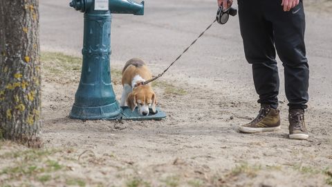 Koolivaheaeg algab päikese ja kuni 15 soojakraadiga