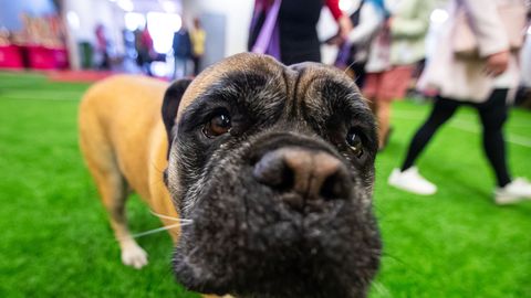 VAHVA GALERII ⟩ Rahvusvaheline koertenäitus täitis Tallinna uhkete lemmikutega