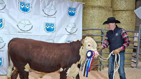 Tsura talu herefordi pull pälvis parima lihaveise tiitli
